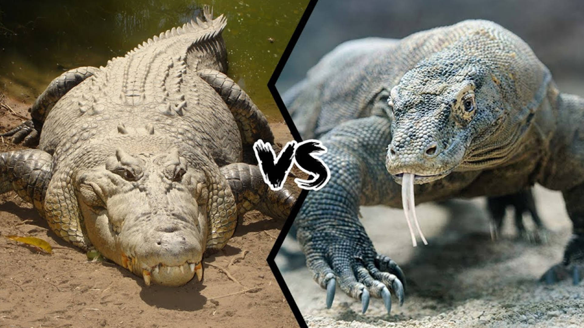 原创湾鳄vs科莫多巨蜥谁才是地表最强爬行动物呢