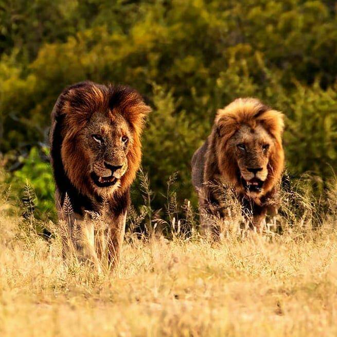 原创克鲁格最强雄狮联盟之一曼联雄狮mantimahle雄狮简介