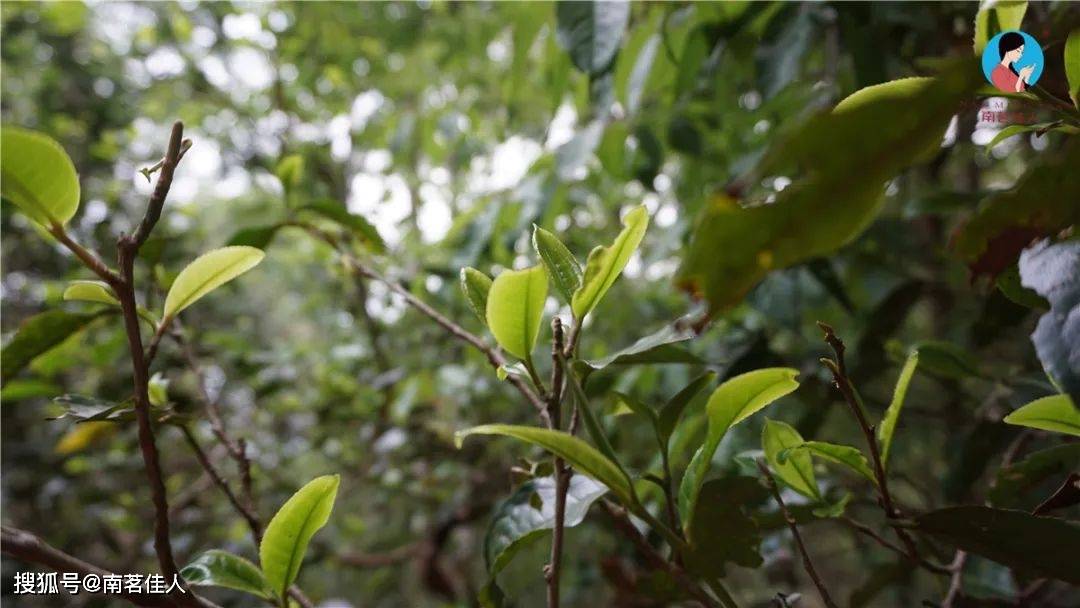 茶山图集云海轻漫深谷幽兰布朗春节景迈茶香茶人心中的世外桃源