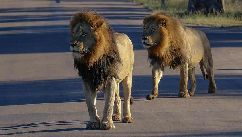 原创克鲁格最强雄狮联盟之一曼联雄狮mantimahle雄狮简介