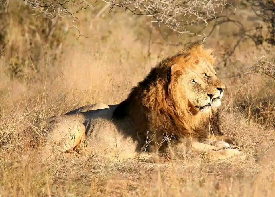 原创克鲁格最强雄狮联盟之一曼联雄狮mantimahle雄狮简介