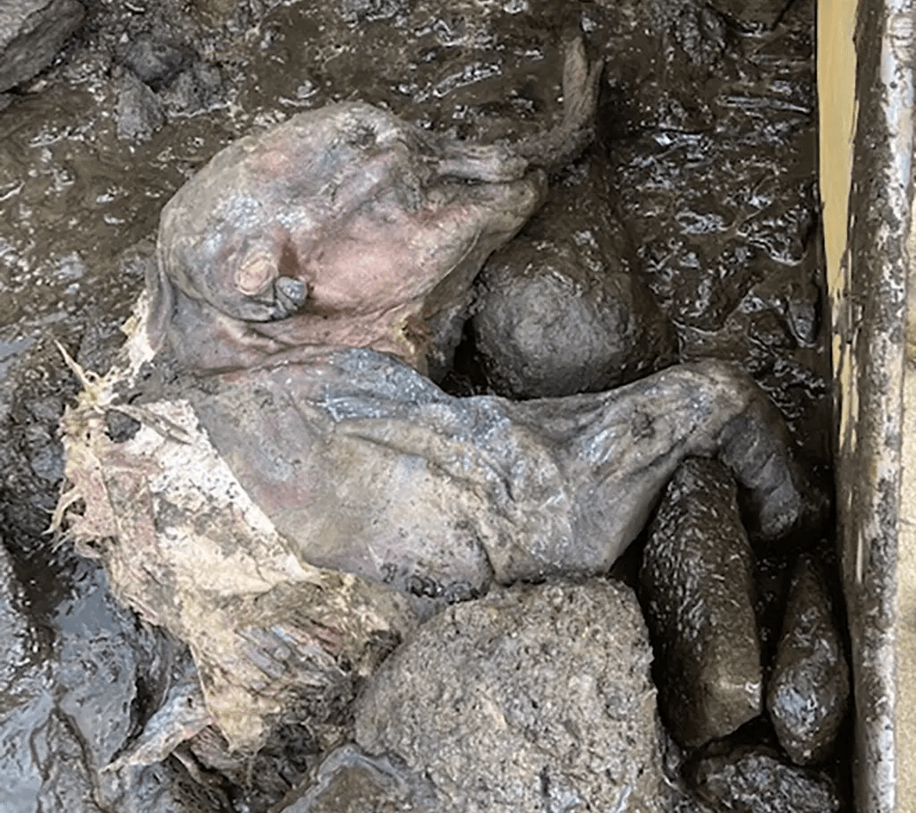 原创寻找黄金矿工发现一头冰冻的猛犸象宝宝