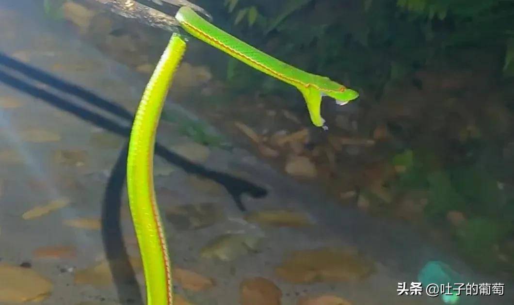 青蛇彪世界十大最美十条蛇之一