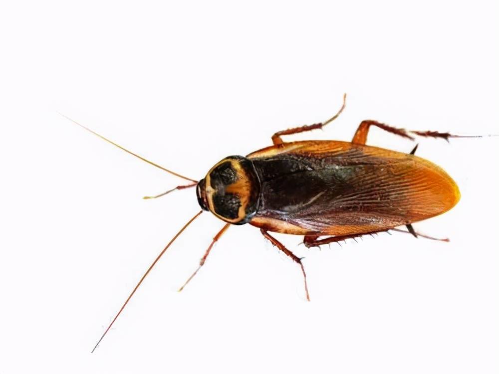 原创大强虫控常见蟑螂澳洲大蠊的习性和防治措施