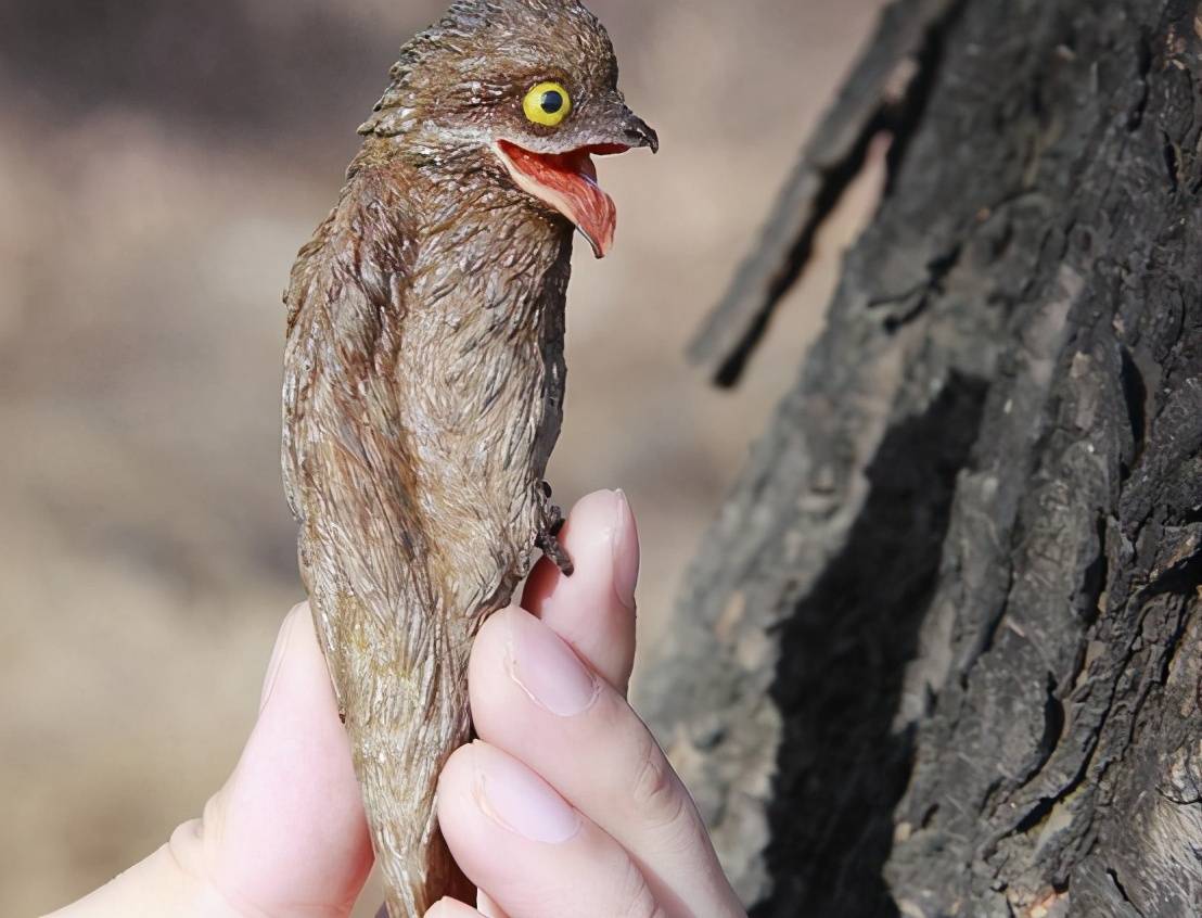 而是我们生活中不常见到的夜鹰类的动物,它叫大林鸱,他们有固定的生存