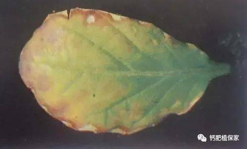 缺钾有什么症状和危害