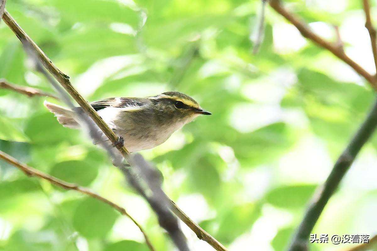 京城林鸟迁徙季在树林花草丛中拍摄各种柳莺49图