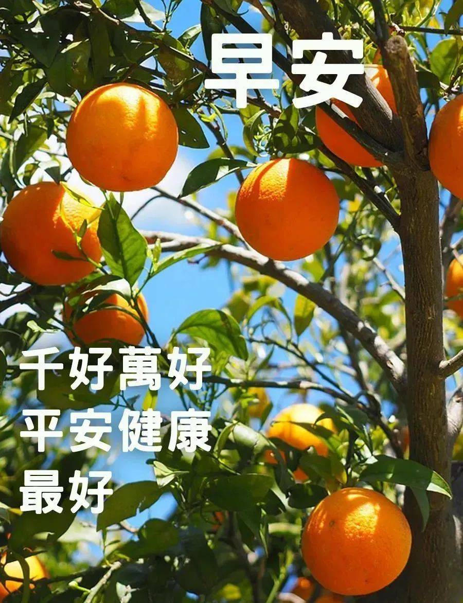 夏天问候早安图片大全图片