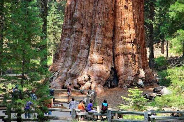 世界上最大的树在美国，树干的估重约有1100吨，已经存活3500年