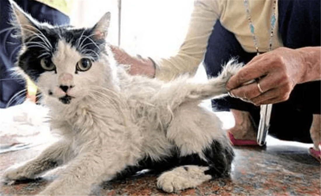 日本多次出现“翼猫”，背上长“翅膀”，专家判断可能是变异猫_搜狐网