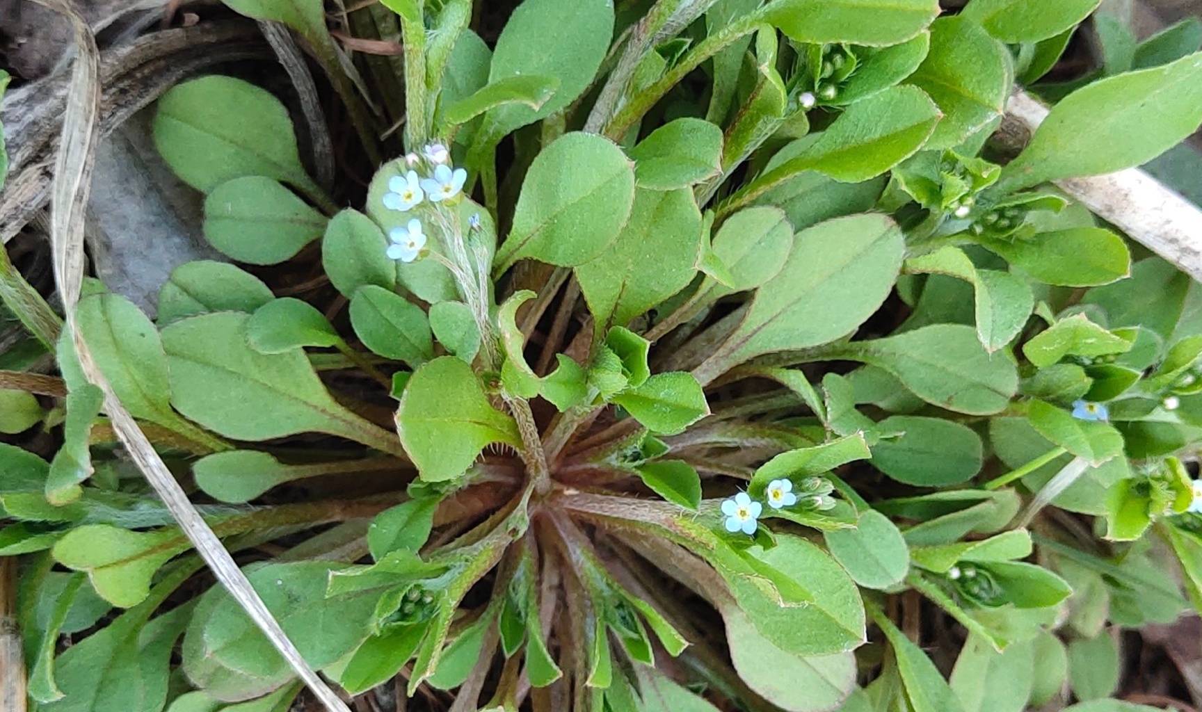 蒲地蓝植物图片