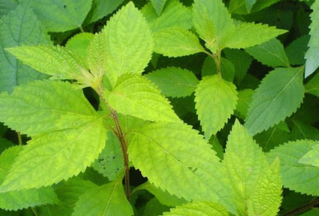 香茶菜又称为蛇总管,蛇通管,母猪花头,铁棱角,铁钉角,铁秤锤等,不知