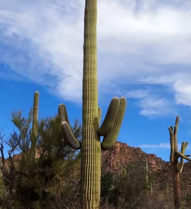 一个植物园竟成为凤凰城最接近自然的景点名胜，原因为何？_搜狐网