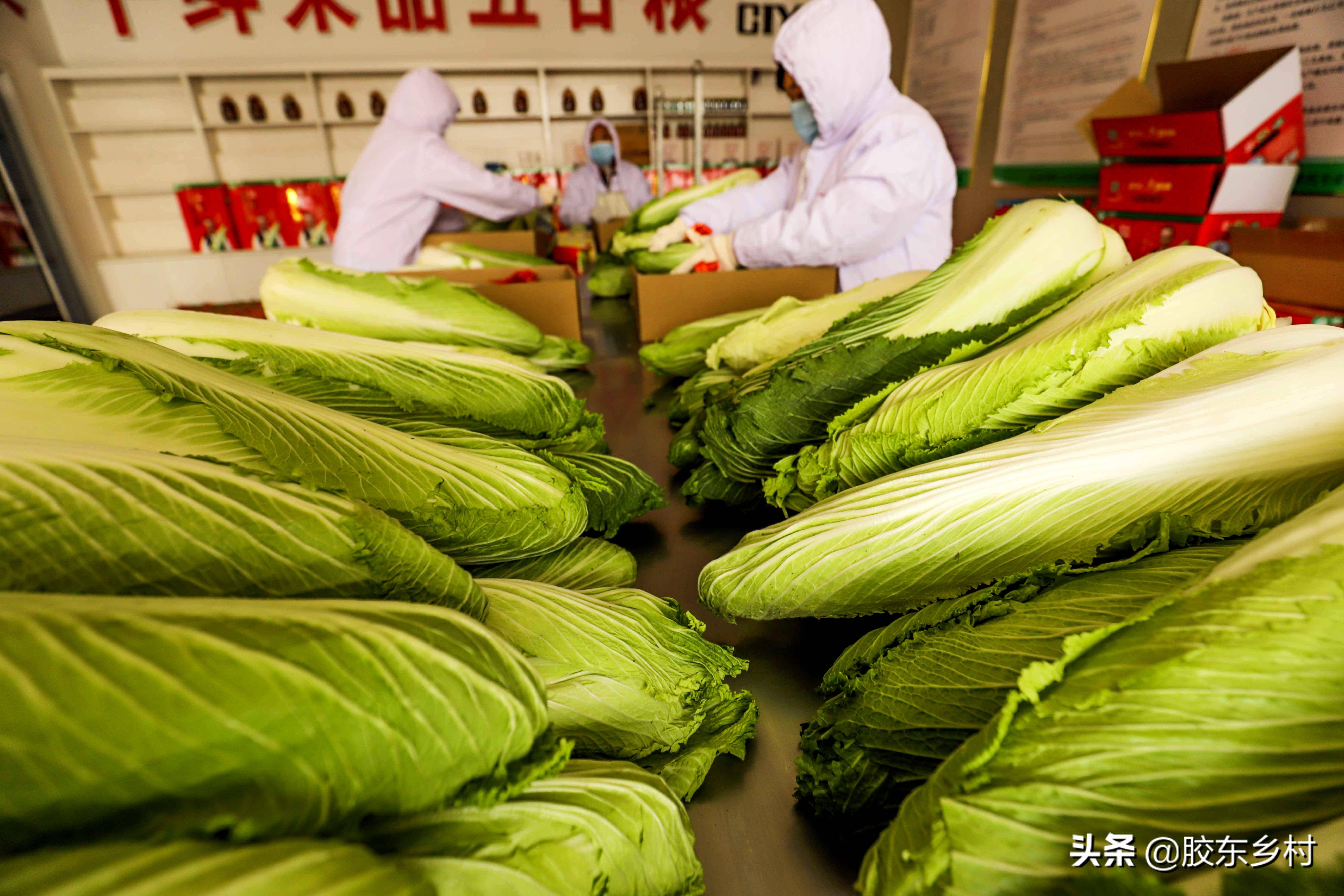 即墨：村庄直播“合作社”，农民当农产品代言人-中国科技网