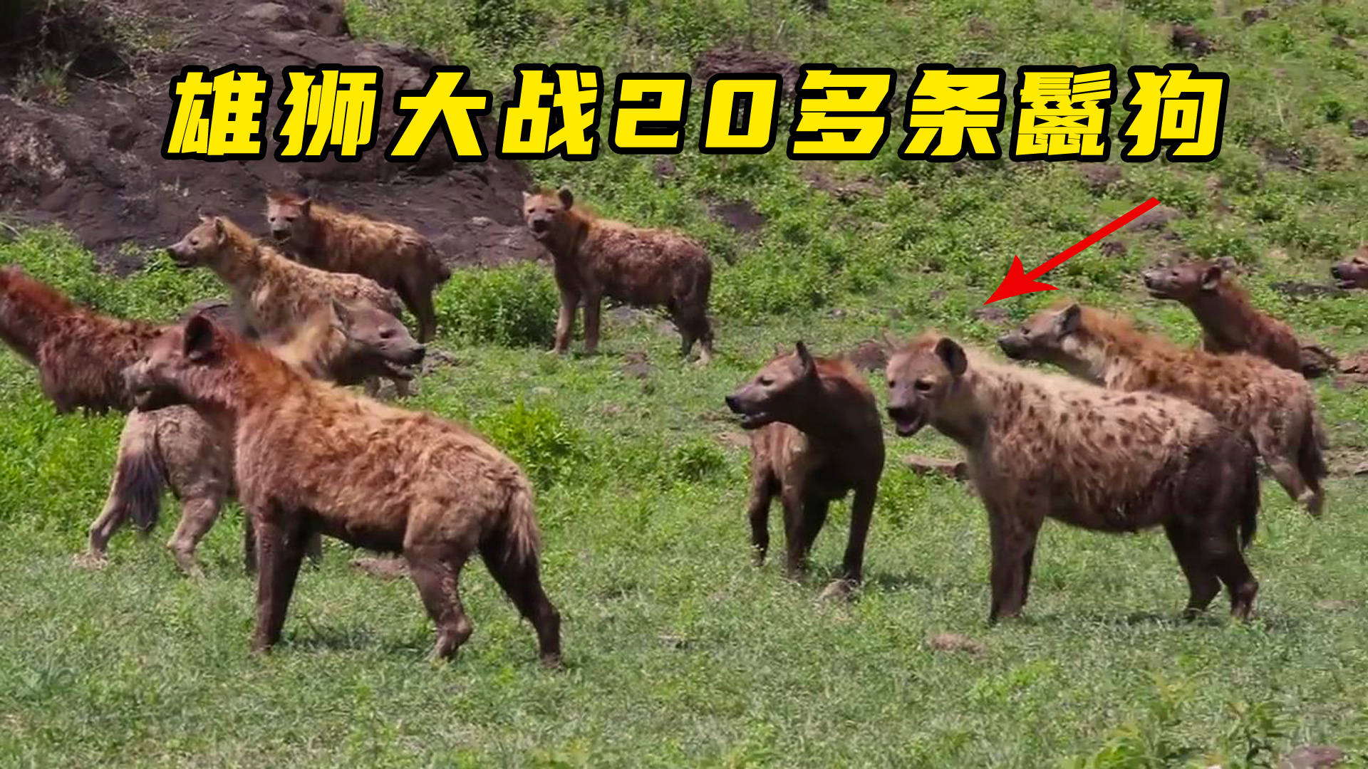 罕见雄狮大战20多条鬣狗场面相当震撼草原之王果然名不虚传