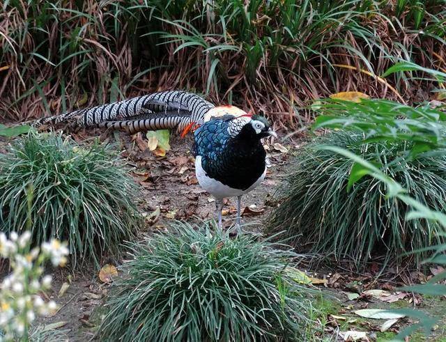 四川一村民捡回6枚"庆鸡"蛋,带回家孵化圈养,被罚款3000_宣传_野鸡