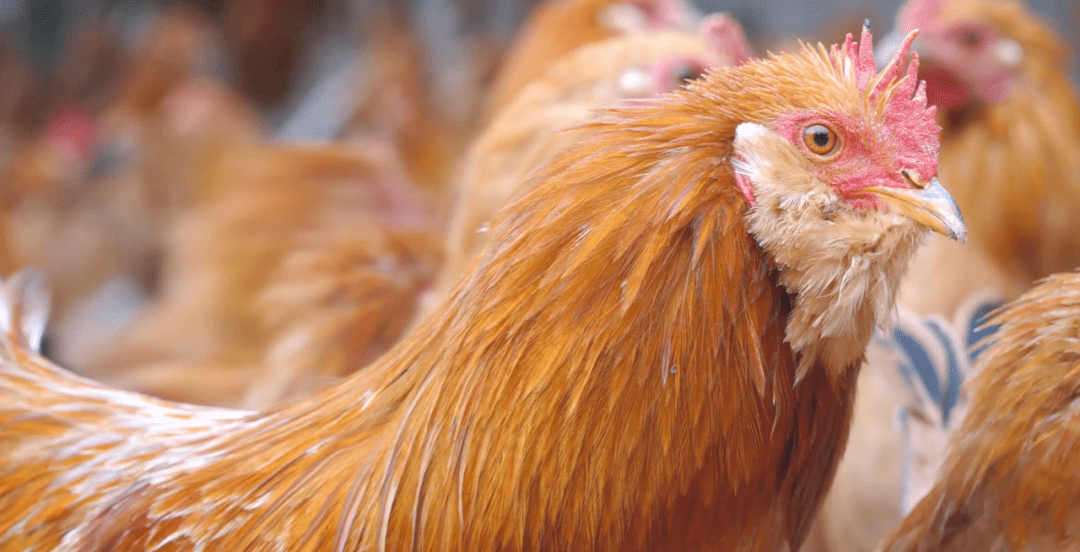 跑跑跑氧吧里的跑步鸡弘道公司武平县象洞鸡区域产业品牌案例