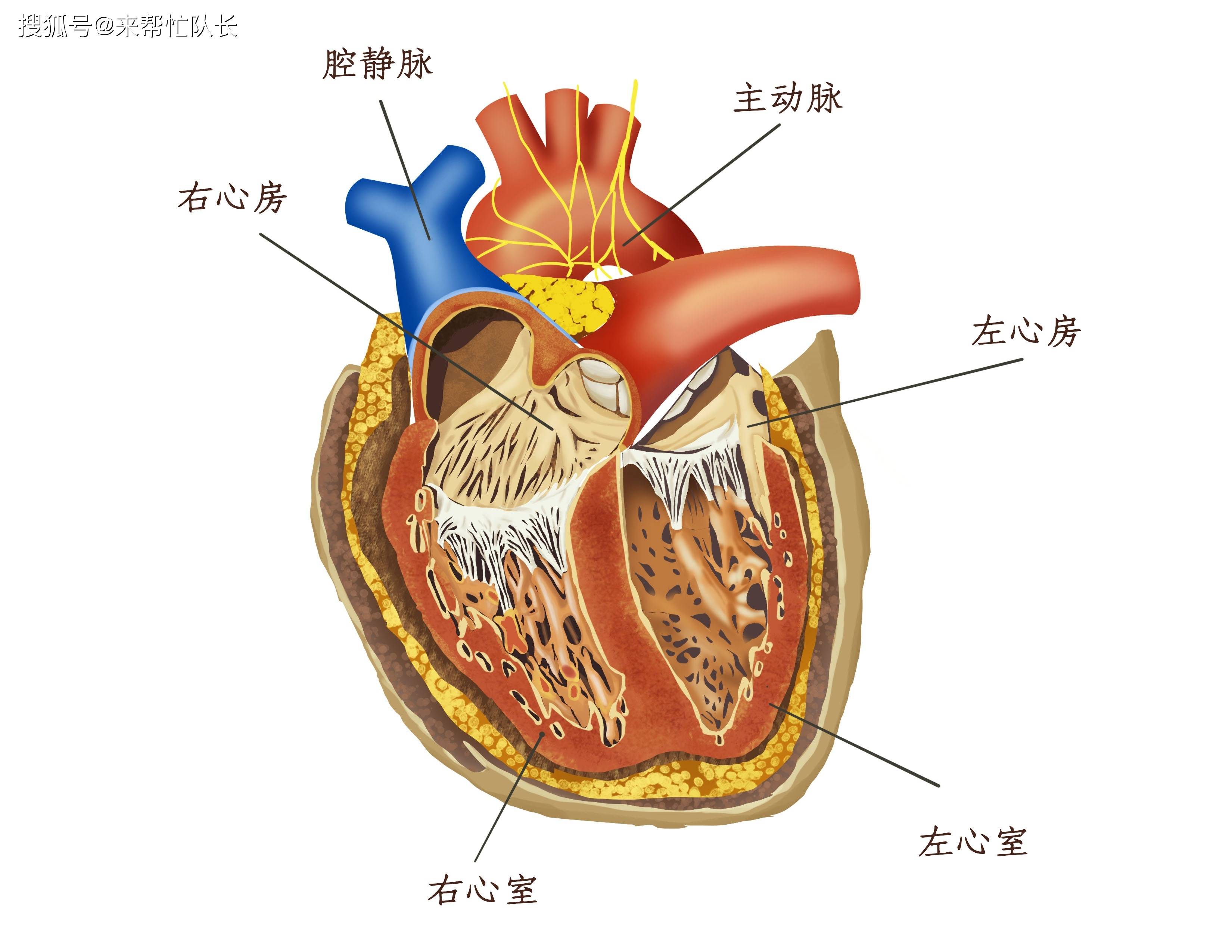 窦性心律不齐是心脏病吗?要如何治疗?