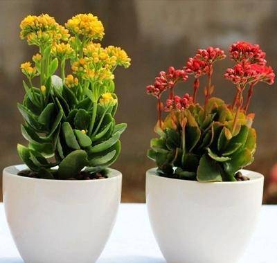 种一插就活的盆栽植物 不用花钱动动手就行 半年后长一大盆 枝条 养护 玛格丽特 种一插就活的盆栽植物 不用花钱动动手就行 半年后长一大盆 枝条 养护 玛格丽特