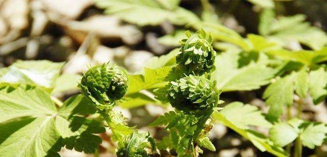 那麼,黃瓜香這種野菜怎麼吃呢?