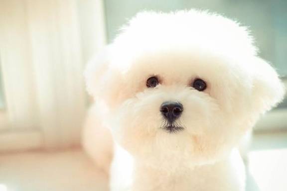 世界十大体味最小的狗狗 保证你抱在怀里香香哒 Top 宾沙 是一种