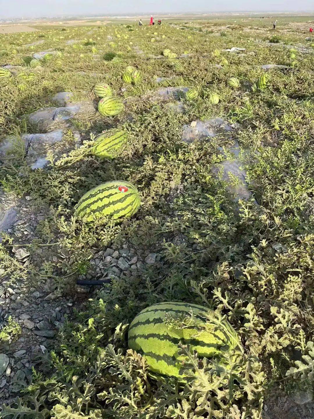 利群集团夏天的快乐石头缝里长出的硒砂瓜脆甜化渣细腻爽口