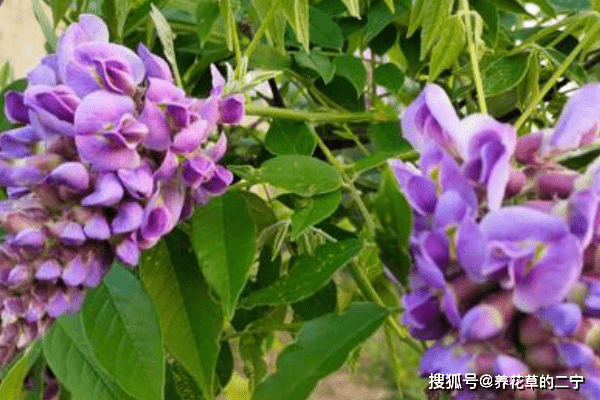 农村院子别再只养树 五种最皮实的花 养过三种就足够幸运 玉树 君子兰 开花