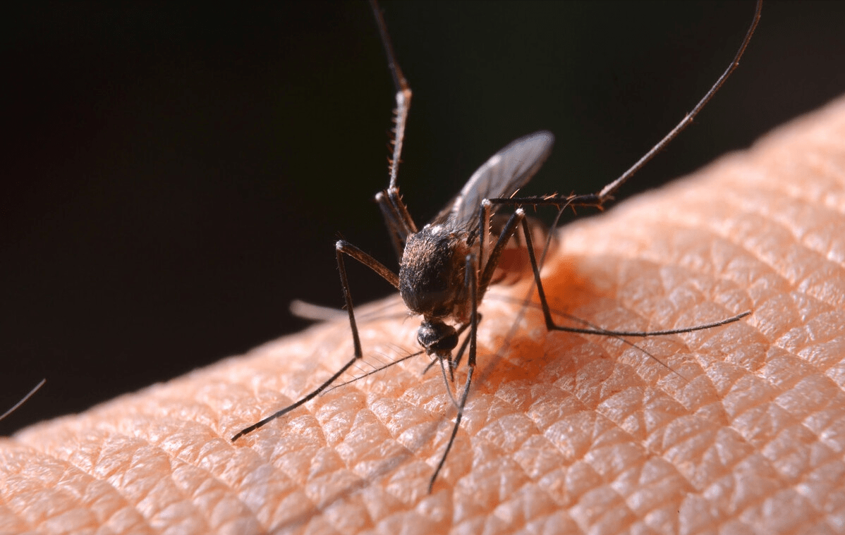 蚊子种类 黑色图片