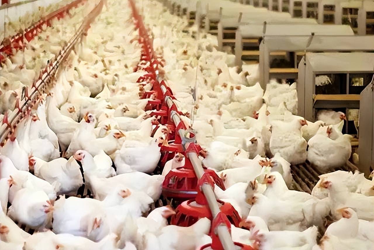 食品谣言:速成鸡都是激素催生的?