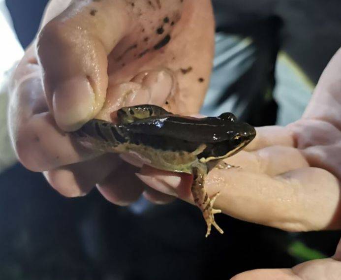 有的宛如鸡鸣,田鸡一词也正是由此而来;有的叫声雄浑如牛,美国牛蛙