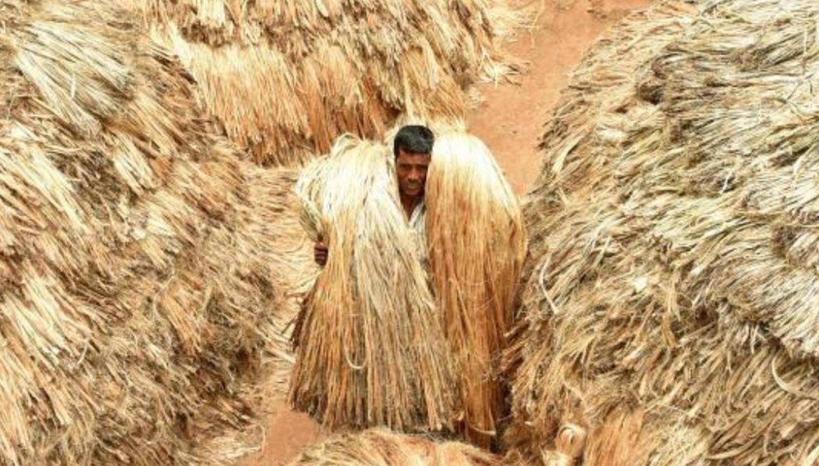 中国无人种的黄麻 为何却被印度当成 铁饭碗 养活近千万人 种植 纤维 我国