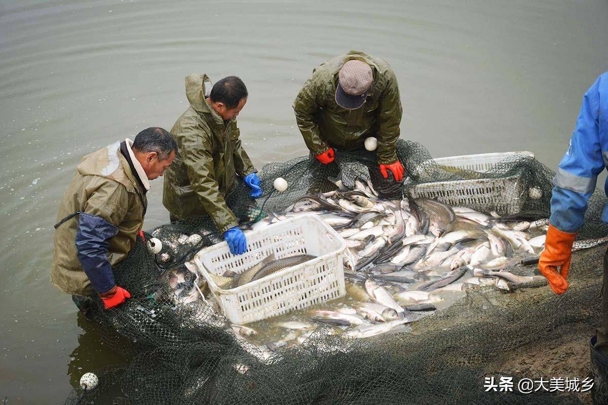 農村人挖池塘養魚,一年集中捕撈一次,看為啥天天有收入_村民_山村