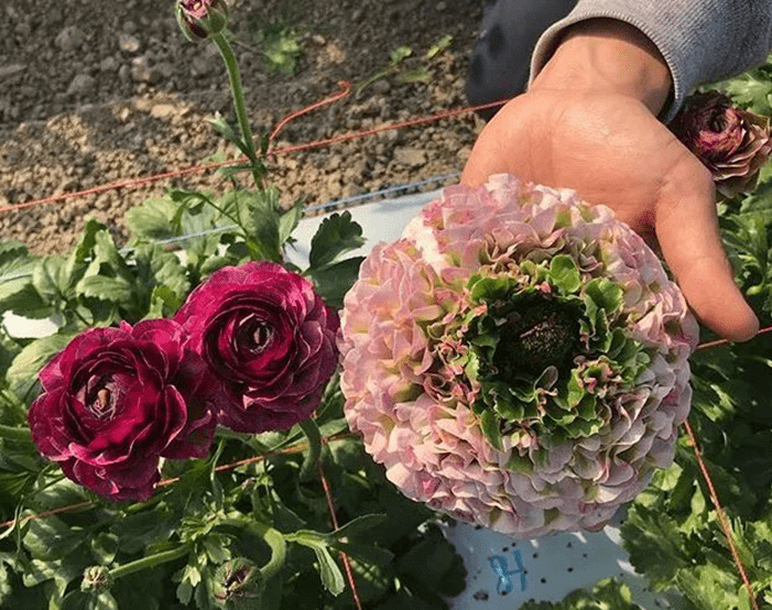 蓝妖 花毛茛的养殖方法和注意事项 养好它 需从这6方面入手 爪子 种植 催芽