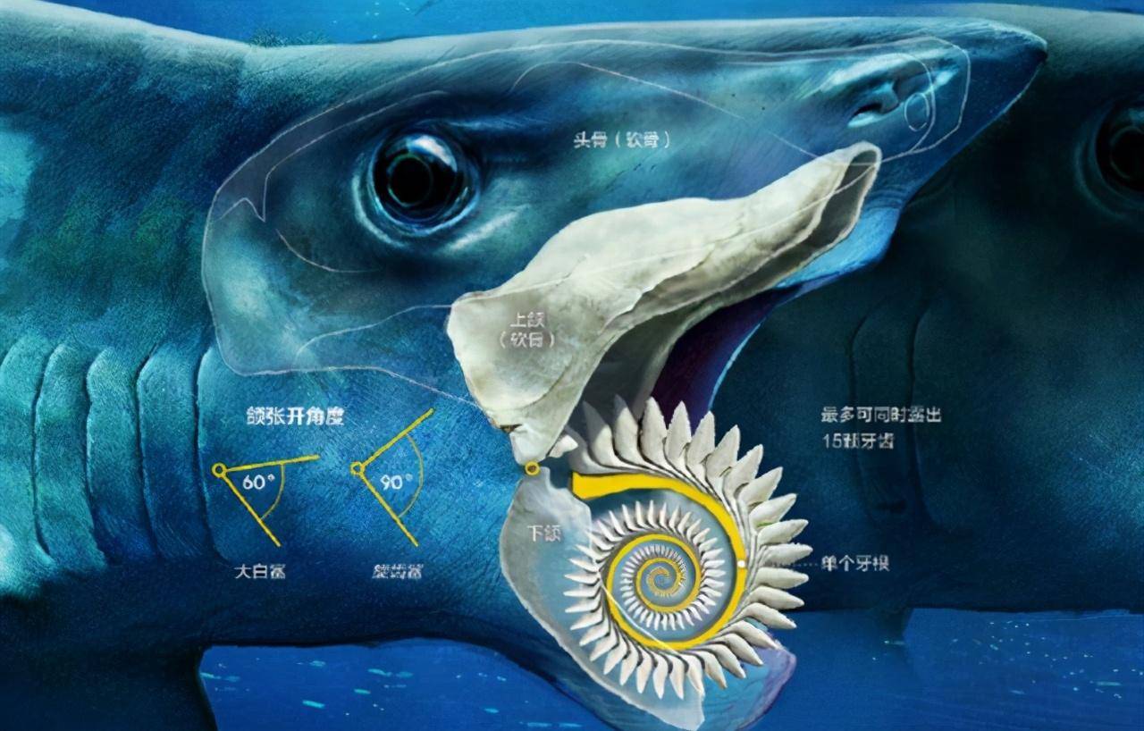 原创鲨鱼中的奇葩螺旋状牙齿像锯子这牙齿到底用来干啥