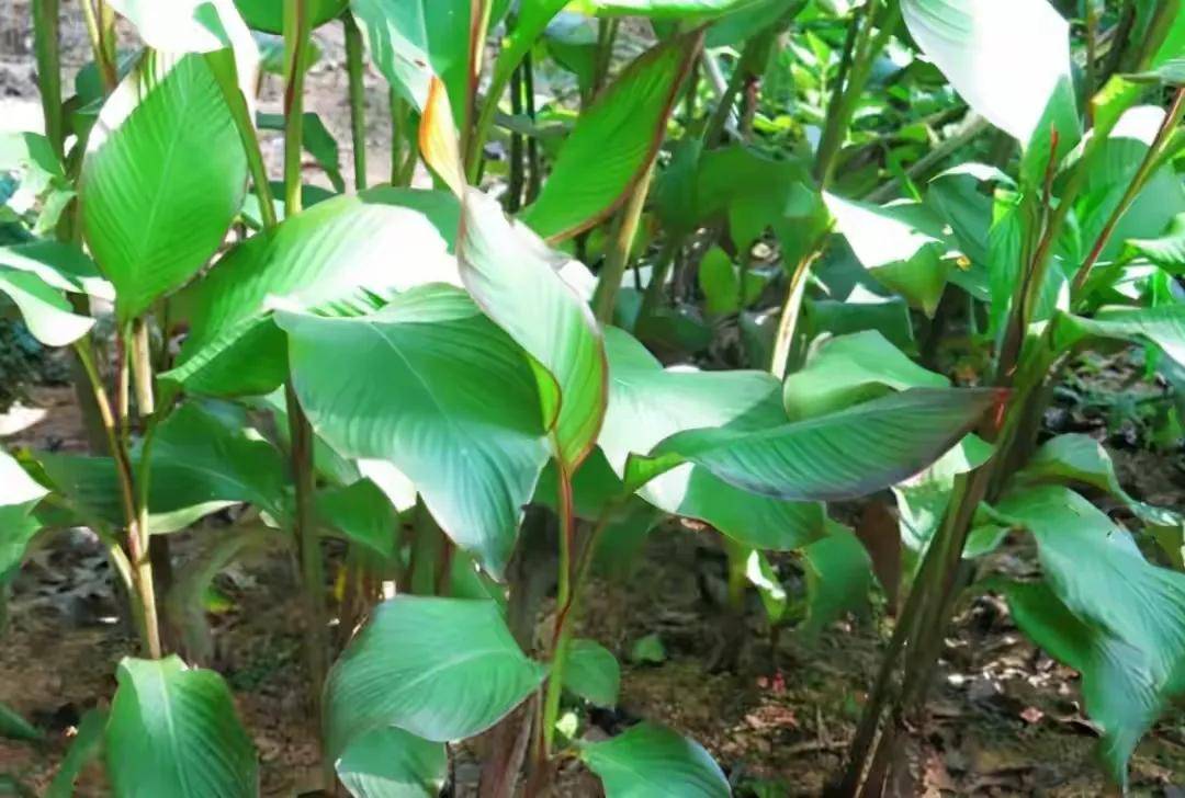 这种植物在我们家乡大家都叫它美人蕉,其实它的学名叫做蕉芋,为美人蕉