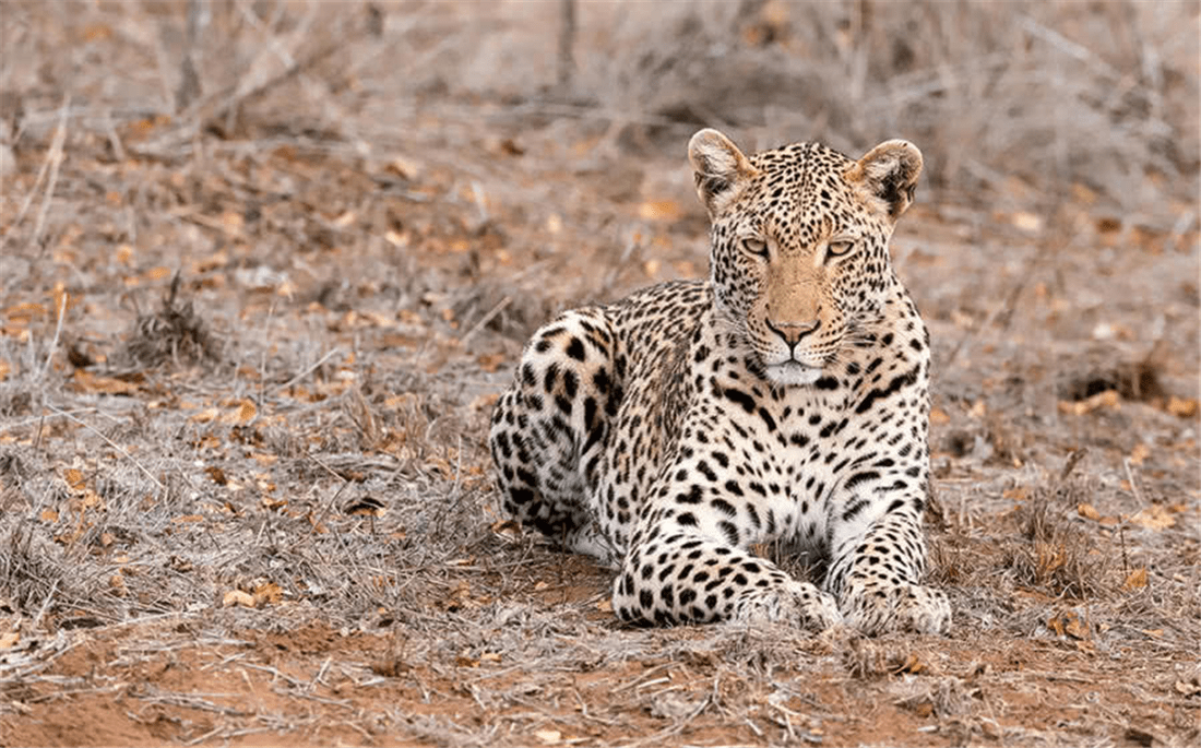 豹子趴卧在洞口,两眼死死盯住洞口,等着狐狸出洞.