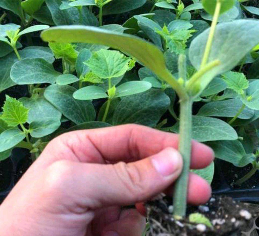 棚室种植茄子为什么要嫁接育苗这样有什么好处呢