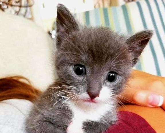 小猫被母猫丢在花坛中,喵叫声引来女孩救助,却被"狗妈"带偏了_凯蒂_萨