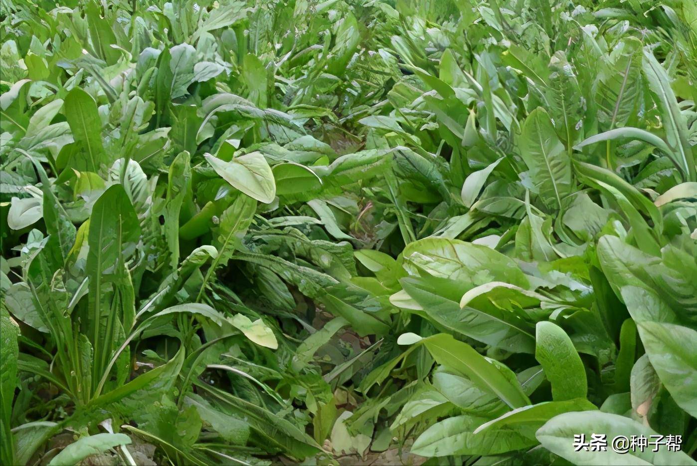 适合北方种植的牧草-鲁梅克斯,它具有哪些优缺点?_植株_产量_因为