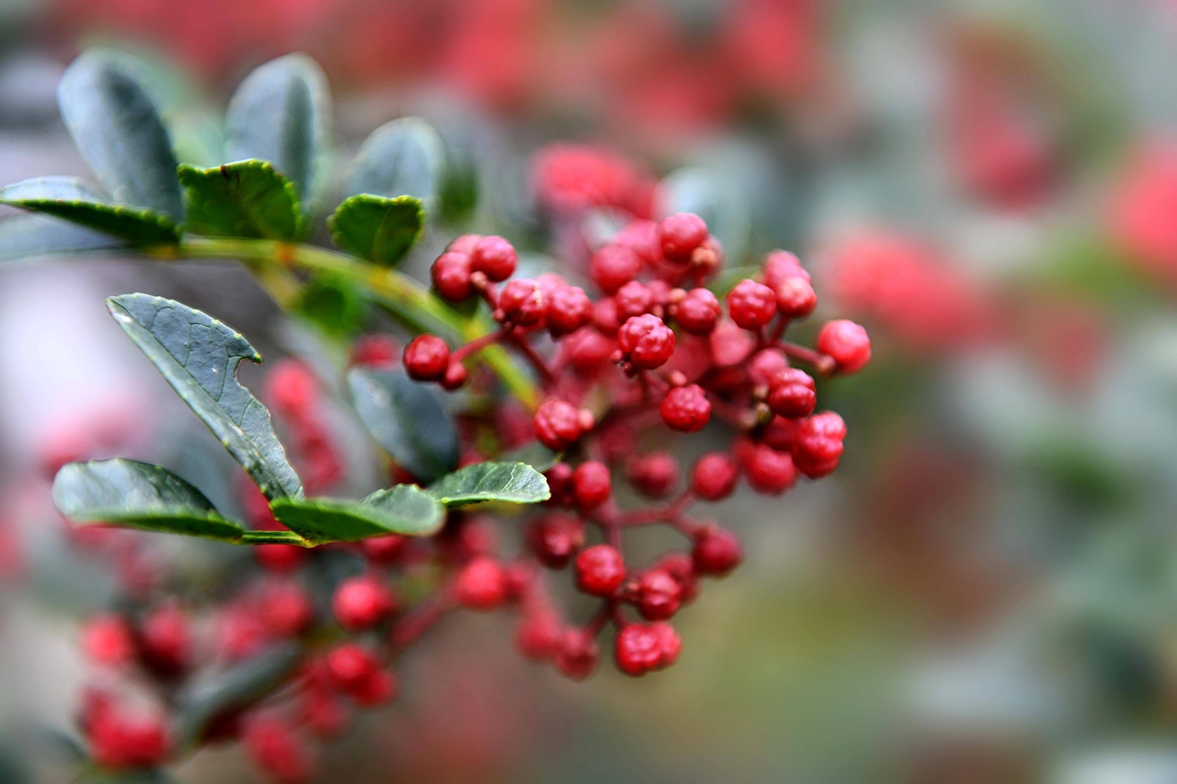 汉源花椒开秤上市,20.4万亩花椒进入收获季_保护_农产品_宜东镇