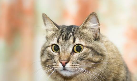 猫咪有这4个"邪恶"的举动,铲屎官会崩溃,甚至会想要换猫!