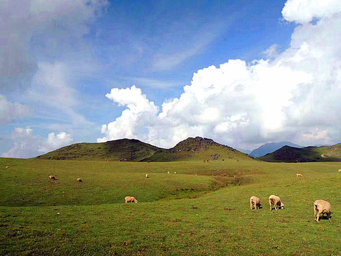 杨杰诗一首| 马楠云海草原赞_四川_中国散文学会_胜景