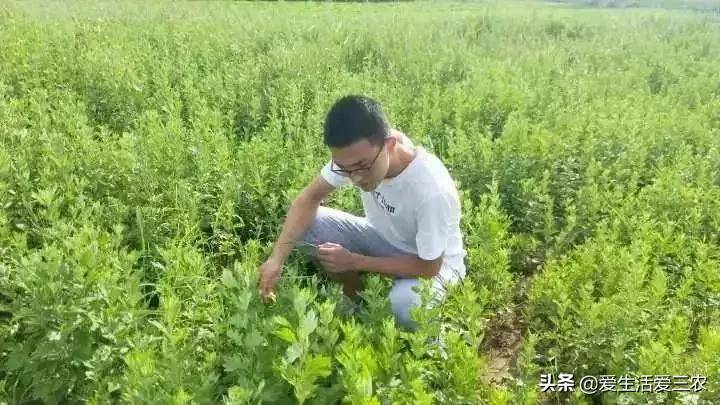 致富种植公司董事长_致富经种植_致富种植养殖