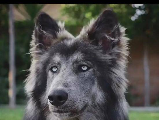 对不起,我爱上了"蓝湾牧羊犬,它真的太帅了!_狗狗_主人_营养