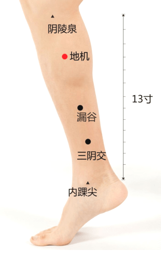 穴】位于人体的小腿内侧，当内踝尖与阴陵泉穴的连线上，阴陵泉穴下3寸。
