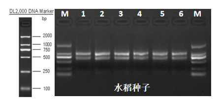 RNA质量差,真的就不能建库?_样品_进行_污染