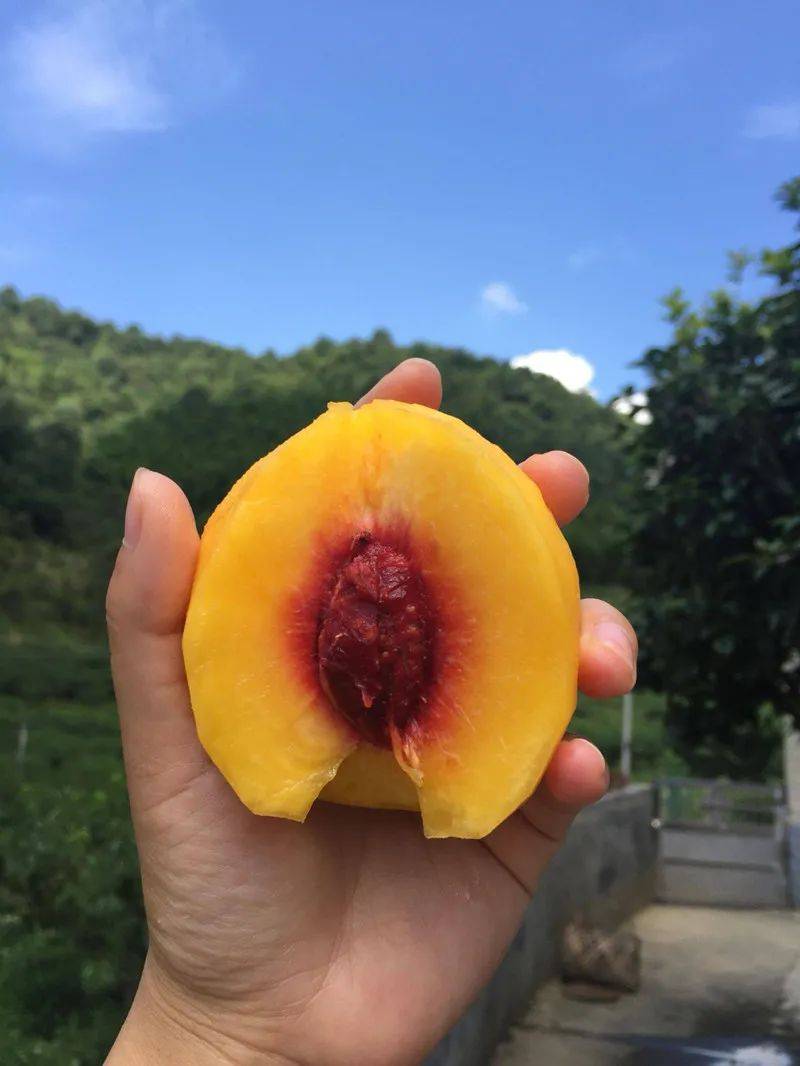 吃过黄桃罐头 但你吃过色如金 味如蜜的新鲜黄桃吗 陕西 果肉 口感