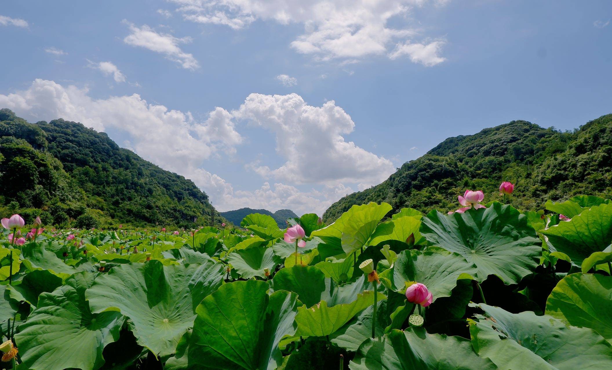 安顺花海图片