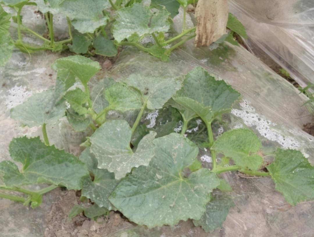 如何在露地栽培白瓜呢?这种方法种植简单,独特_种子_瓜苗_进行