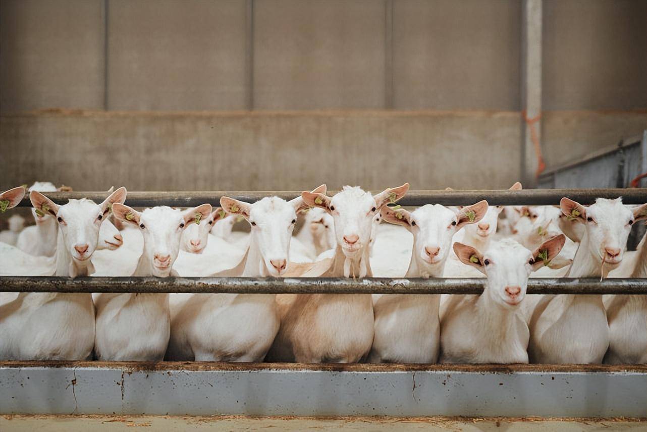 胜群牛羊壮膘王,肉羊快速育肥饲料配方,育肥羊吃什么能长肉最快?